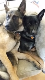 our breeding dogs male & female