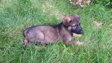 german shepherd puppy litter