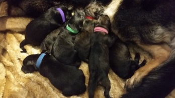 Spring litter of young puppies