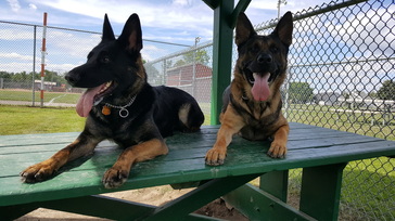 Picture of our breeding dogs male & female