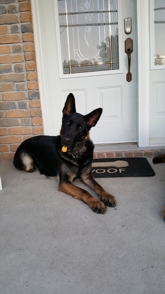 female german shepherd