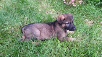 Chiot Berger Allemand portée